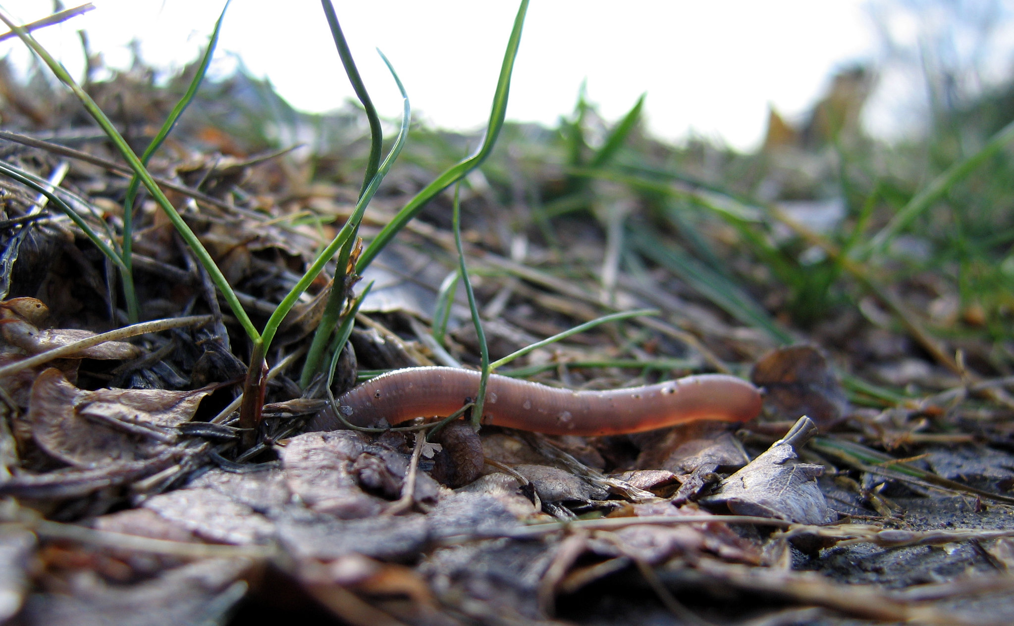 Photo of an earthworm crawling in muddy grass by schizoform