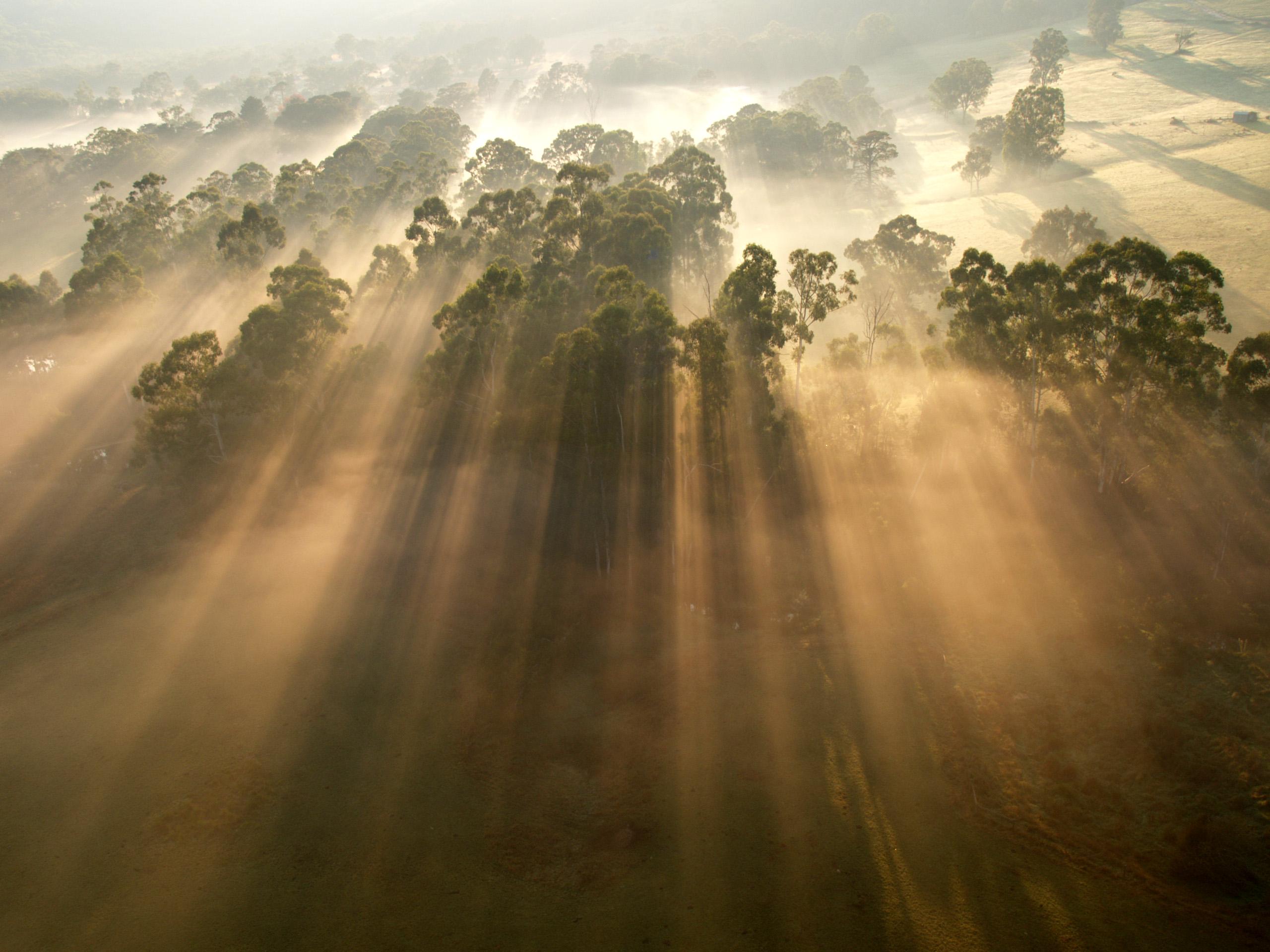 A photo of trees and morning mist taken from a hot air balloon