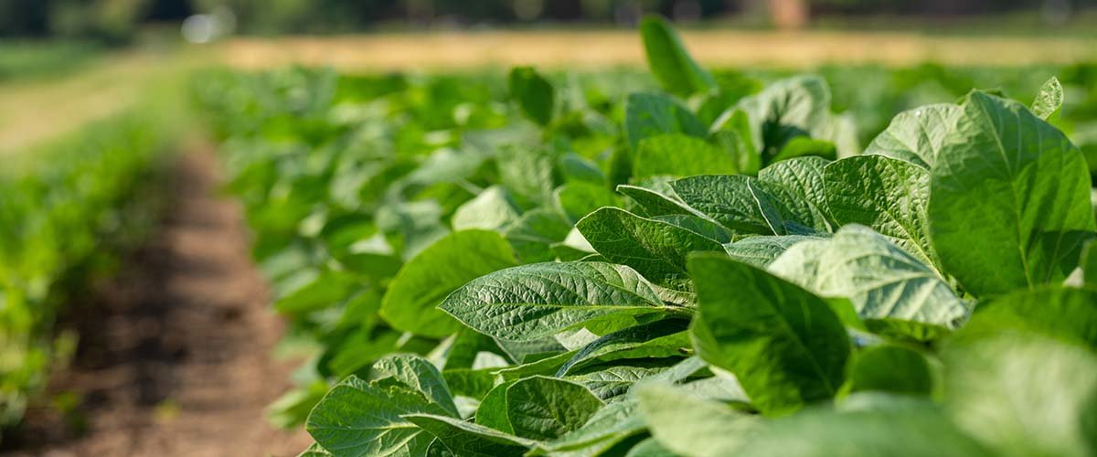 A photo of soybeans growing in a field on the St. Paul campus of the University of Minnesota