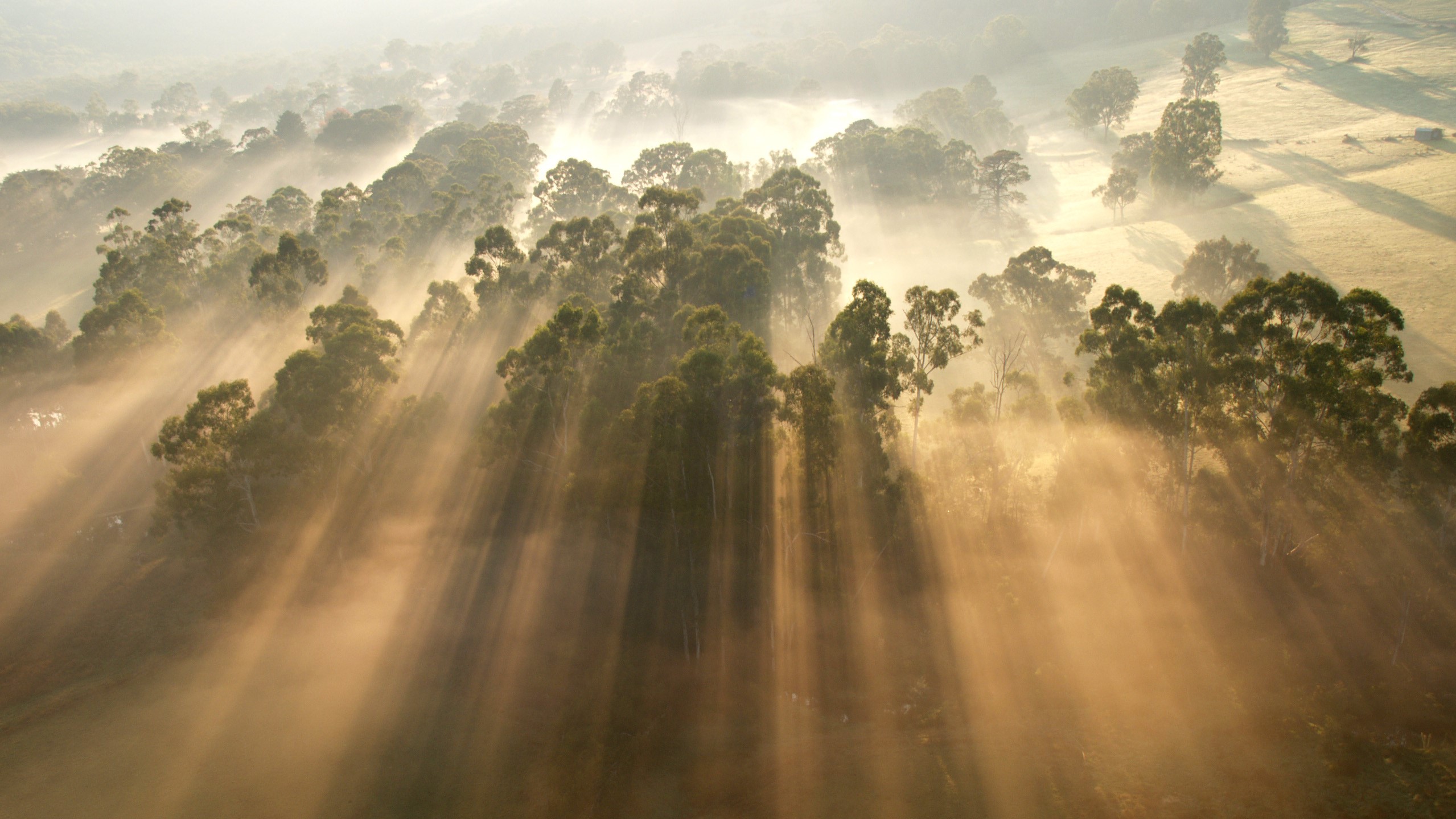 An aerial photo of rays of light streaming through treetops and fog; photo by Steve Lacy