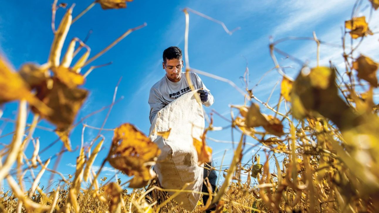 A photo of Gustavo Duprat standing in a field of beans holding a bag for harvest; photo by Macy Moore