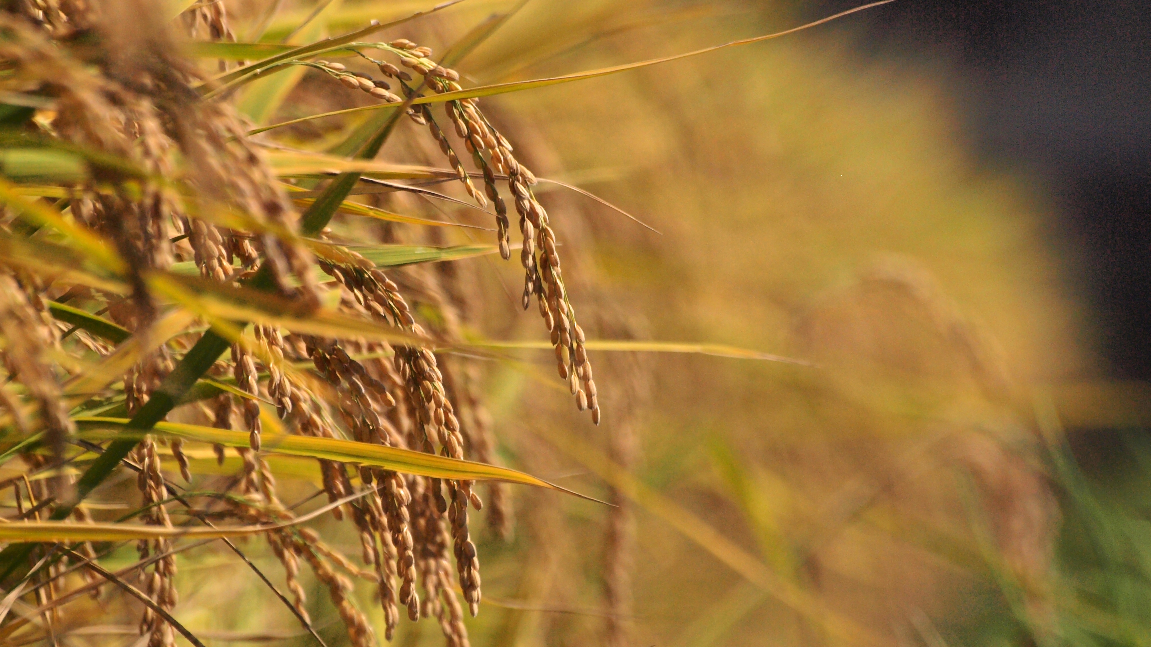 A photo of ears of rice growing in a field; photo by conifer on flickr