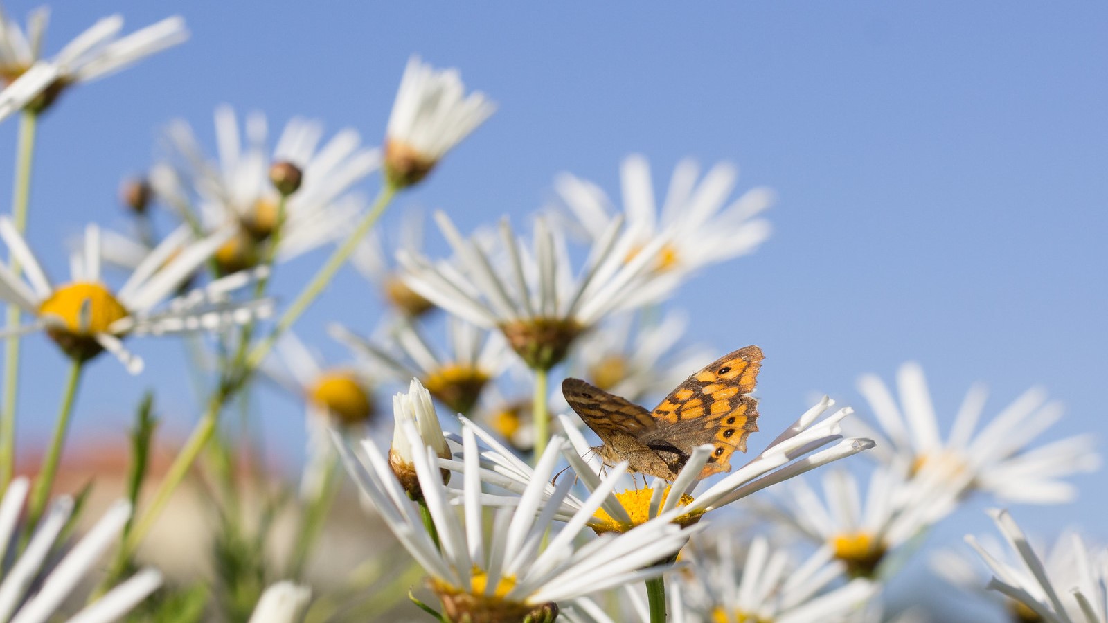 A photo of a monarch butterfly in a field of daisies