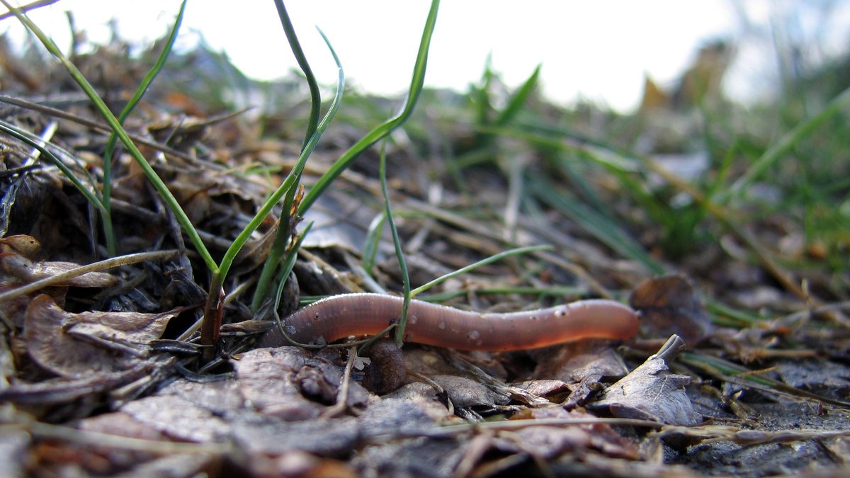 Photo of an earthworm crawling in muddy grass; by schizoform