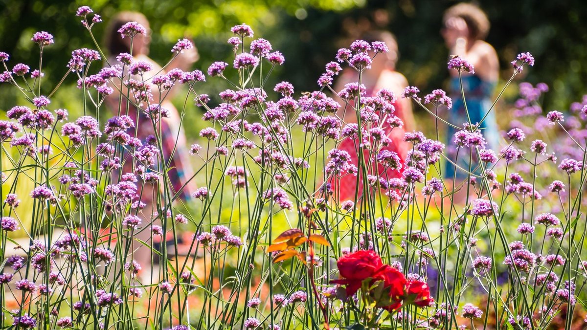 A photo of purple flowers in the foreground and people blurred in the background; photo by UMN Landscape Arboretum