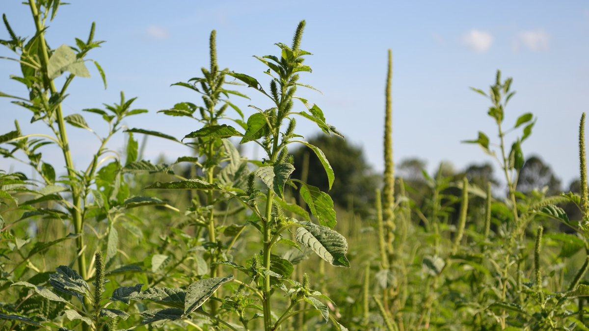 A photo of a Palmer amaranth, a weed, in a field of crops