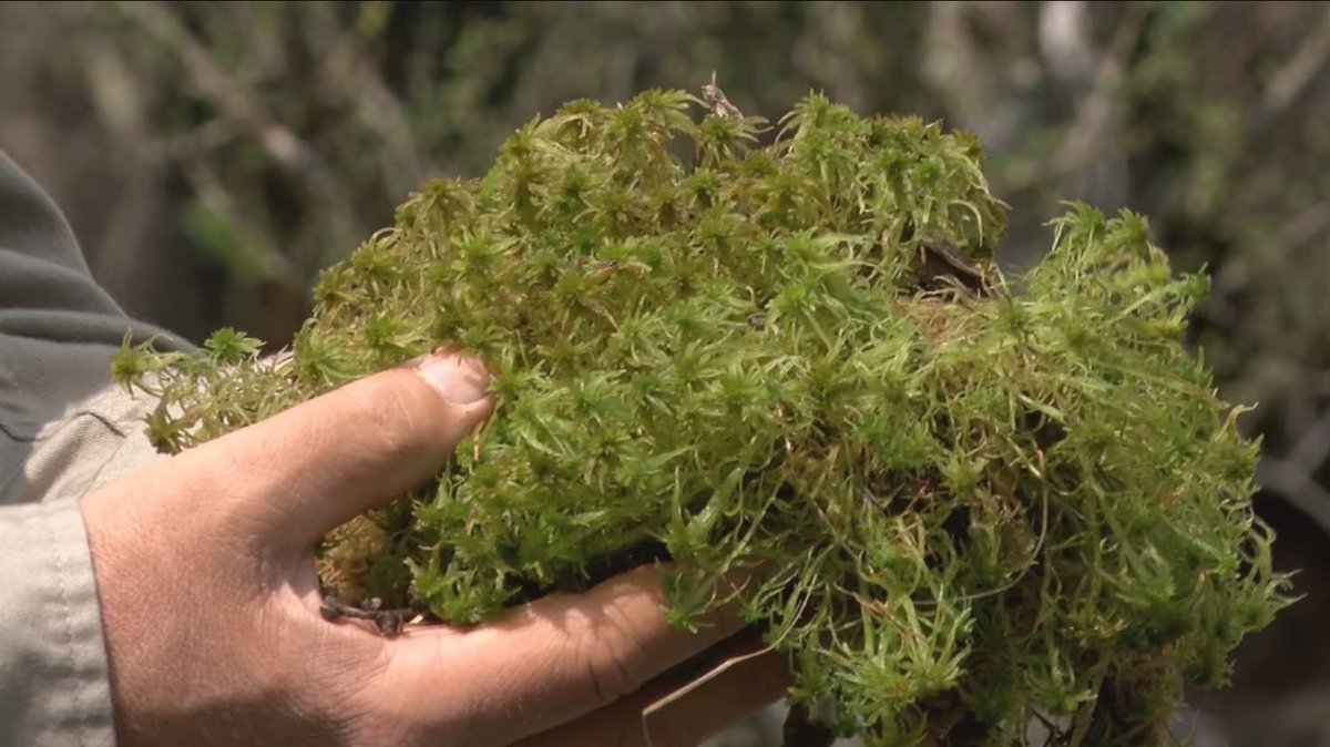 A photo of hands holding sphagnum moss; photo by Northern News Now