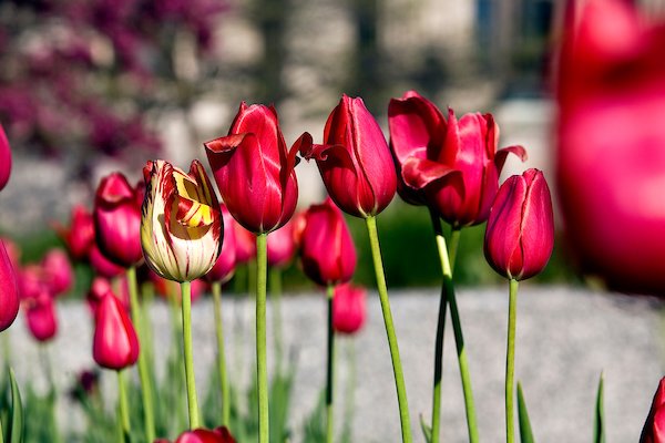 red tulips with one red and gold tulip emerging