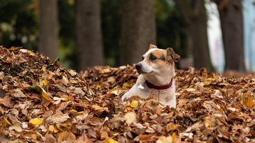 A photo of a small dog in a pile of leaves; photo by Vladimir Tomic.