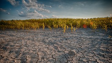 A photo of dry, cracked soil with corn growing; photo by Judd McCullum