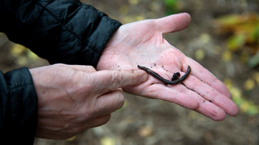 A photo of an invasive jumping worm in the palm of a hand; photo by Emily Pofahl