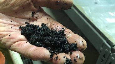 A close up photo of a hand holding peat, a wet black substance.