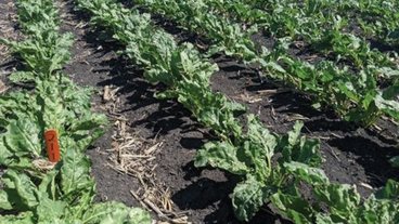 A photo of sugar beet crops growing in a field; photo by Melissa Wilson 