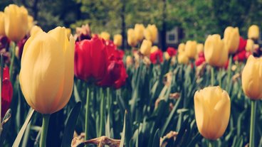 A photo of red and yellow tulips; photo by Vinoth Chandar