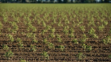 A photo of tomato crops growing in a field of soil; photo by Lance Cheung / USDA