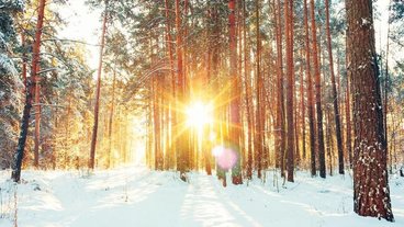 A photo of the sun shining through trees in a snow covered forest; photo by Grisha Bruev