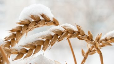 A photo of winter wheat dusted in snow