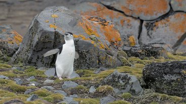 A photo of a penguin on mossy rocks in Antarctica; photo by Ryan Oo