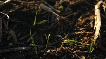 the cover crop of winter rye is beginning to emerge from the soil on Martin Larsen’s farm near Byron; photo by Jeff Wheeler