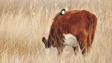 A photo of a magpie bird on the back of a cow in a field; photo by Tom Koerner/USFWS.