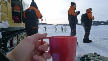 A photo of a cup of tea in the foreground and penguins in the background; photo by Peter Neff