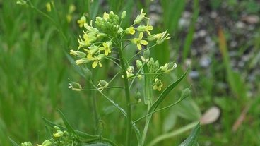 A photo of a small flowering plant called camelina