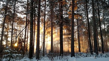 A photo of morning sun shining through the Cloquet forest